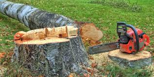 Best Tree Cabling and Bracing  in North Wildwood, NJ