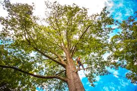 How Our Tree Care Process Works  in  North Wildwood, NJ