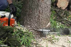 Best Commercial Tree Services  in North Wildwood, NJ