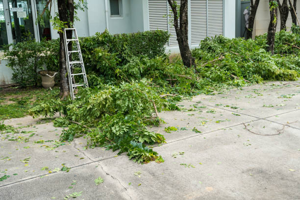 Best Root Management and Removal  in North Wildwood, NJ