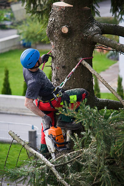Best Lawn Pest Prevention  in North Wildwood, NJ