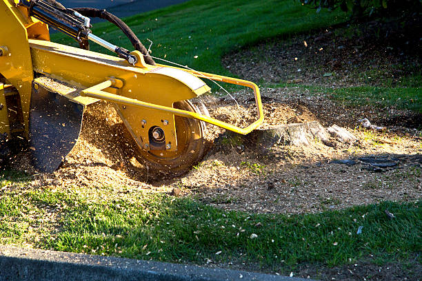Best Lot and Land Clearing  in North Wildwood, NJ