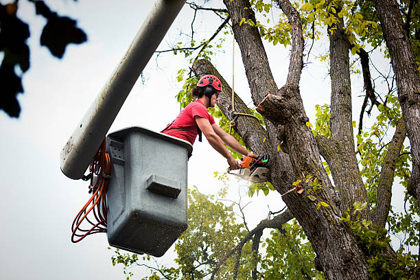 Best Tree and Shrub Care  in North Wildwood, NJ