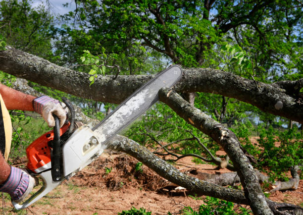 Best Fruit Tree Pruning  in North Wildwood, NJ